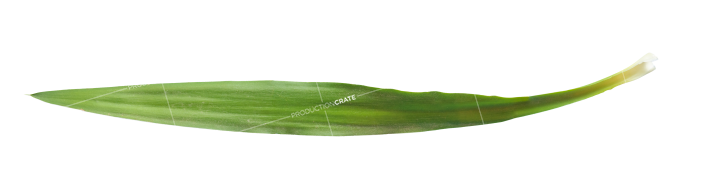 Plant Grass Texture HD 16K Stock Image