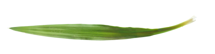 Download Stock Image: Plant Grass Texture HD 16K