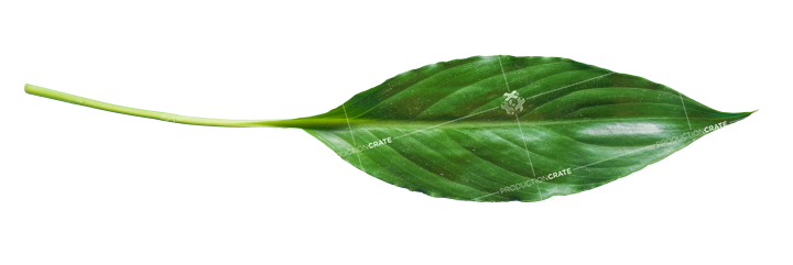 Plant Leaf Texture HD 9K Stock Image