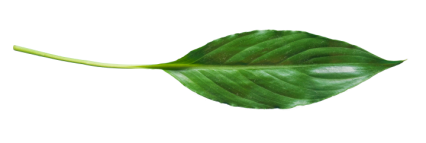 Download Stock Image: Plant Leaf Texture HD 9K