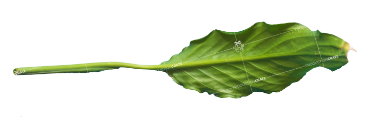 Plant Leaf Texture HD 8K Stock Image