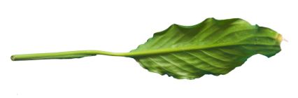 Download Stock Image: Plant Leaf Texture HD 8K