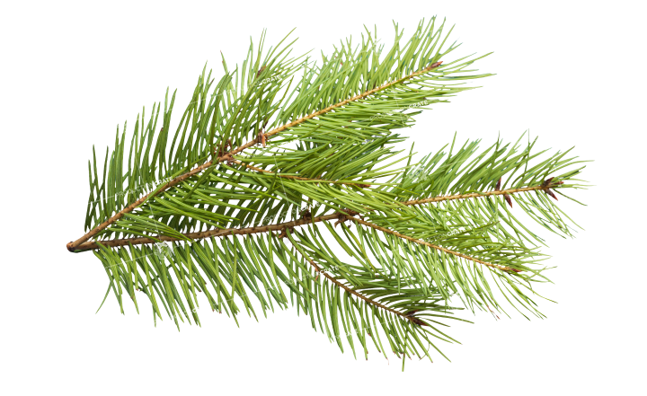 Plant Pine Texture HD 8K Stock Image