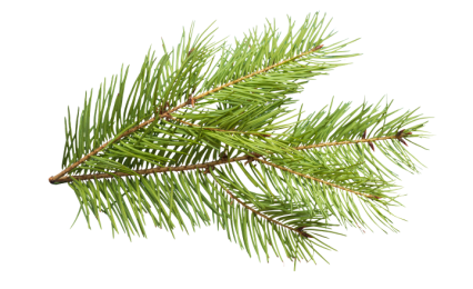 Download Stock Image: Plant Pine Texture HD 8K