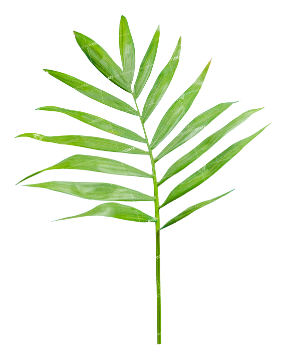 Plant Texture HD 5K Stock Image