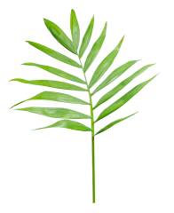 Download Stock Image: Plant Texture HD 5K