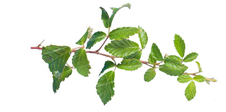 Plant Texture HD 7K Stock Image