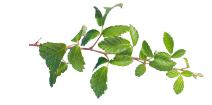 Download Stock Image: Plant Texture HD 7K