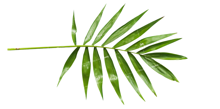 Plant Texture HD 7K Stock Image