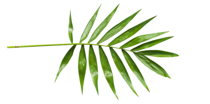 Download Stock Image: Plant Texture HD 7K