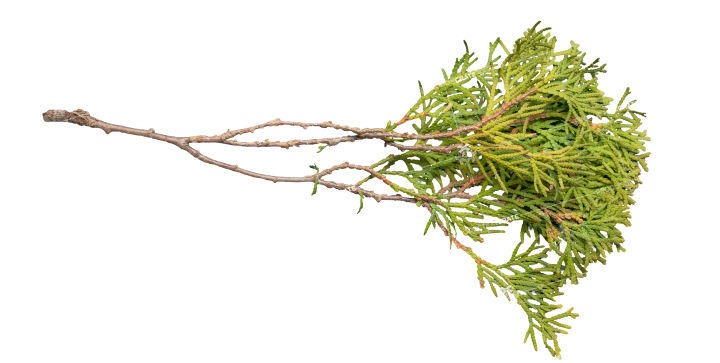 Plant Texture HD 10K Stock Image