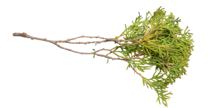 Download Stock Image: Plant Texture HD 10K