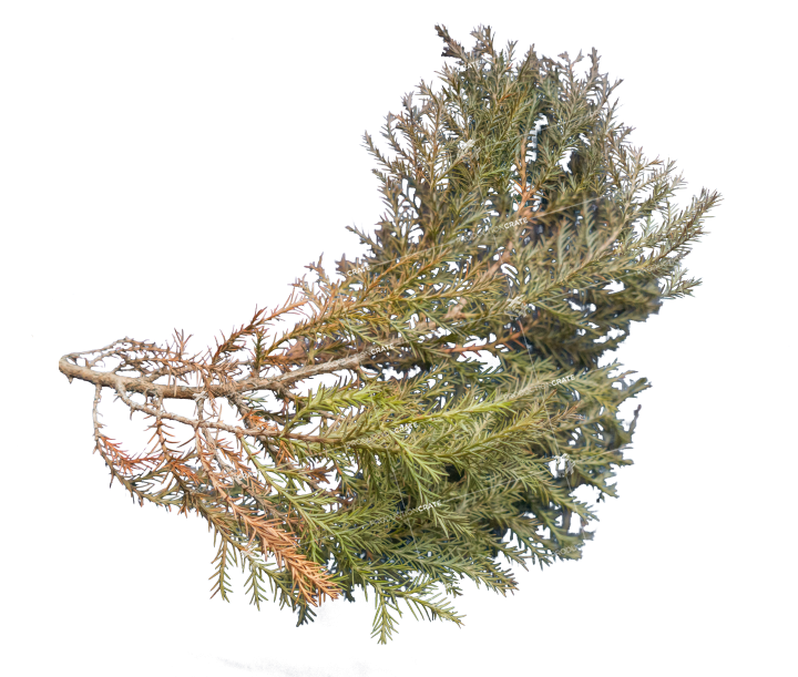 Plant Texture HD 5K Stock Image
