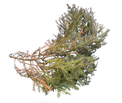 Download Stock Image: Plant Texture HD 5K