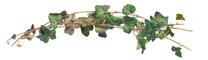 Download Stock Image: Plant Vines Texture HD 13K