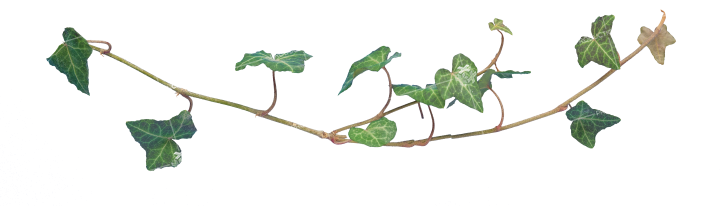 Plant Vines Texture HD 13K Stock Image
