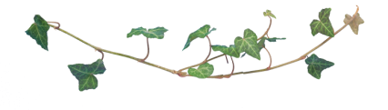 Download Stock Image: Plant Vines Texture HD 13K