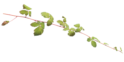 Download Stock Image: Plant Vines Texture HD 14K