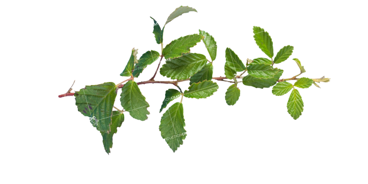 Plant Vines Texture HD 7K Stock Image