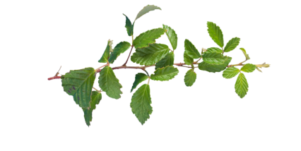 Download Stock Image: Plant Vines Texture HD 7K