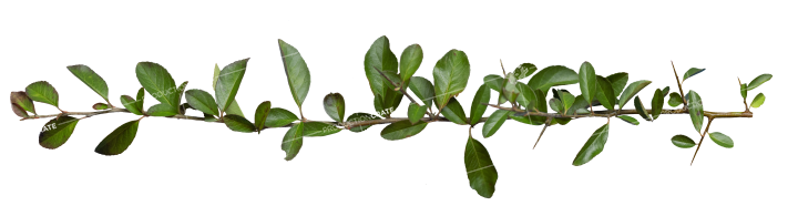 Plant Vines Texture HD 16K Stock Image