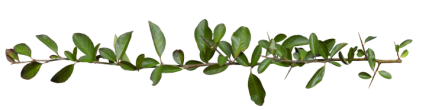 Download Stock Image: Plant Vines Texture HD 16K